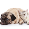 Pug Cat Image